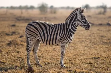 africa wildlife scene picture elegant classic zebra meadow