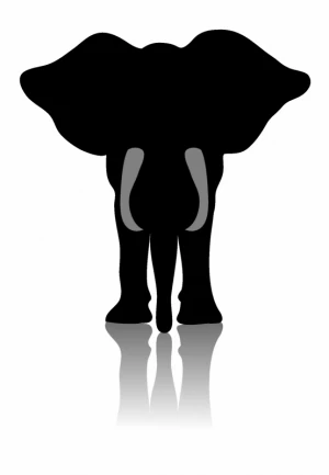 African elephant front