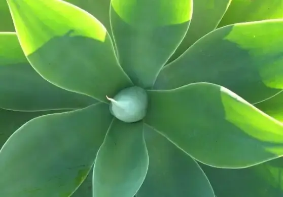 agave