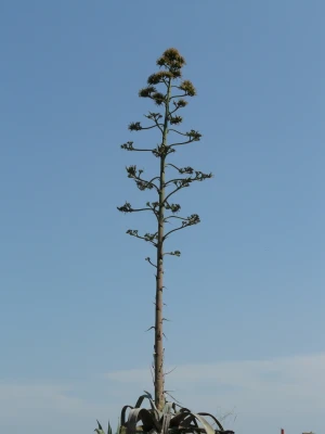agave plant flower