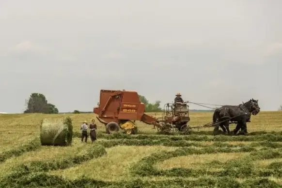 agriculture animal barn cattle country countryside