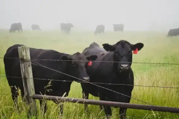 agriculture animal cattle country cow farm fence