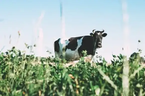 agriculture animal cattle cow daytime dog