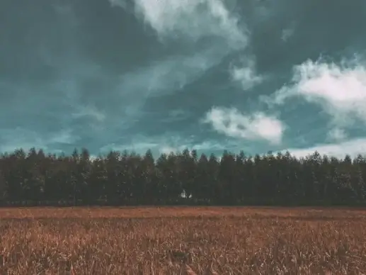 agriculture autumn corn cropland daytime field fog