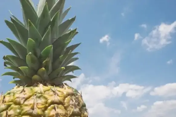 agriculture blue sky bright detail exotic growth
