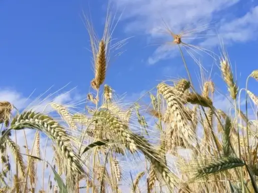 agriculture bread cereals