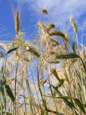 agriculture bread cereals