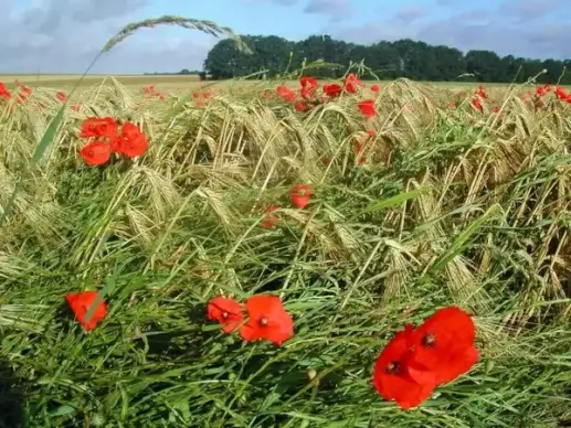 agriculture campaign wheat