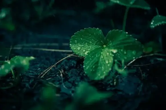 agriculture clover drop flower food fruit garden