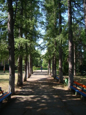 alley track pine
