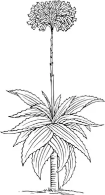 Aloe clip art