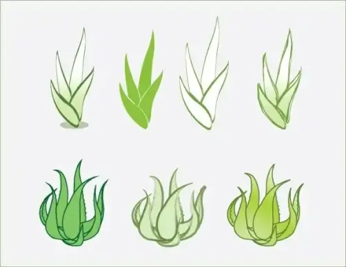 aloe vector