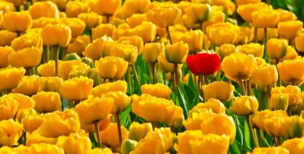 alone background beautiful