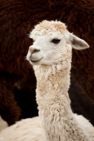 alpaca animal single
