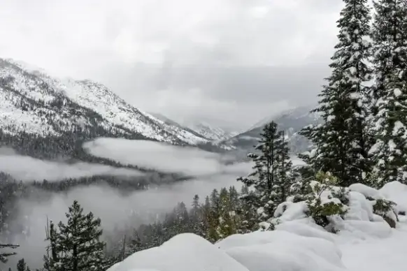 alpine alps cold evergreen forest frozen glacier