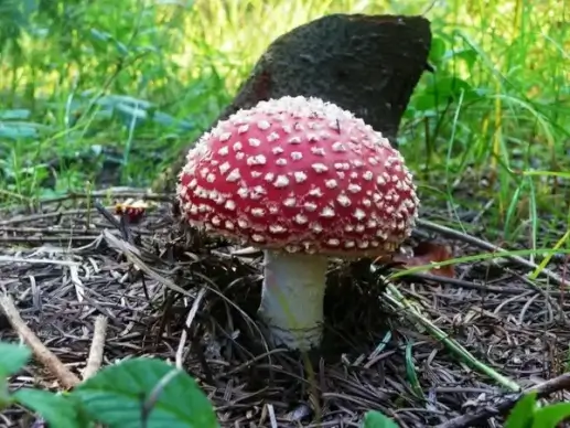 amanita muscaria