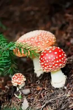 amanita muscarias