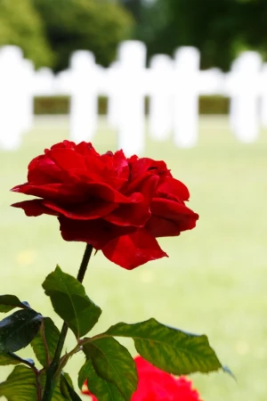 america army cemetery