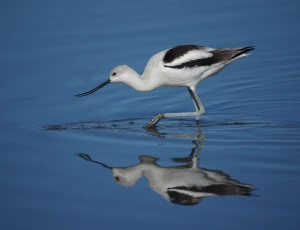 american avocet