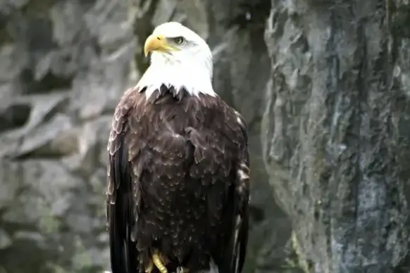american bald eagle