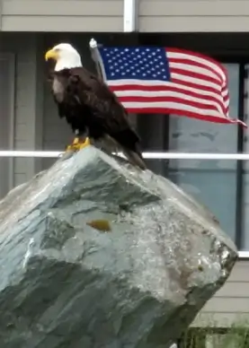 american eagle