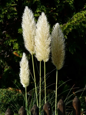 american pampasgras cortaderia selloana silver pampasgras