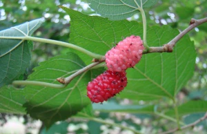 amora mulberry morus alba china native