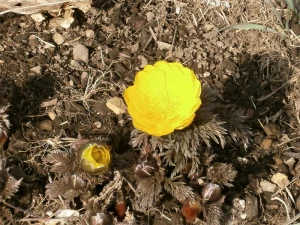 amur adonis far east amur adonis flowers