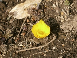 amur adonis far east amur adonis flowers
