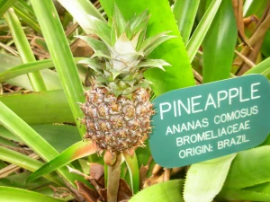 ananas comosus pineapple