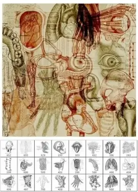Anatomy2