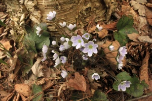 anemone hepatica