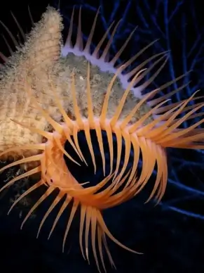 anemone venus flytrap beautiful