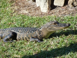 animal alligator young animal