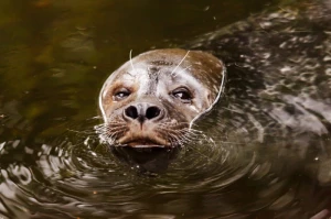 animal aquatic brown