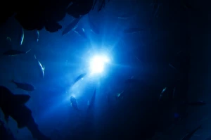 animal asia blue