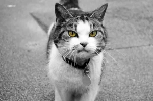 animal attention background