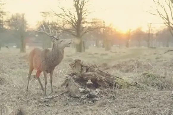 animal autumn bird deer fall field fog forest