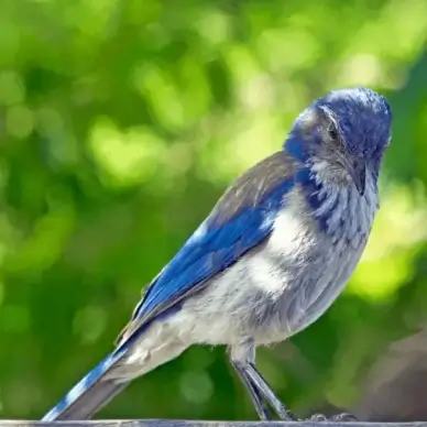 animal avian beak bill bird birdwatching branch