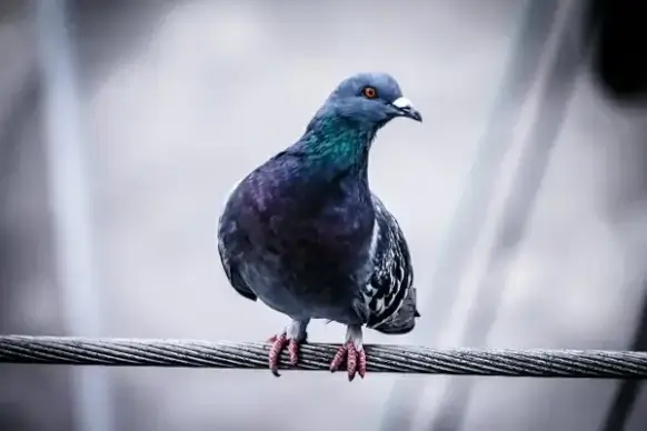 animal avian beak biology bird blur dove feather