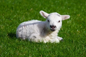 animal baby cute