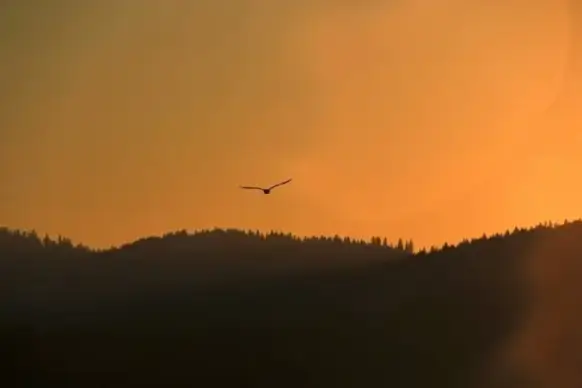 animal backlit bird dawn dusk evening fog lake