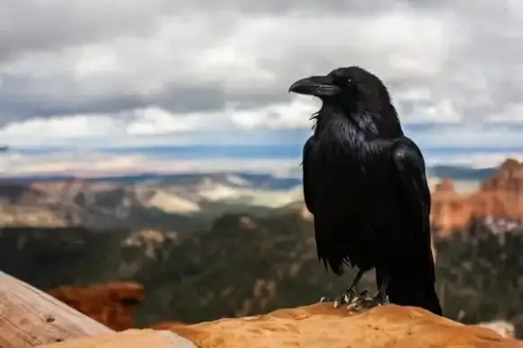 animal beach bird bird of prey daytime desert eagle