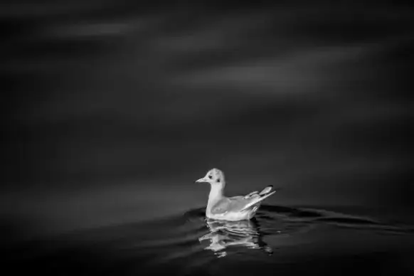 animal beach bird black and white calm dark flight