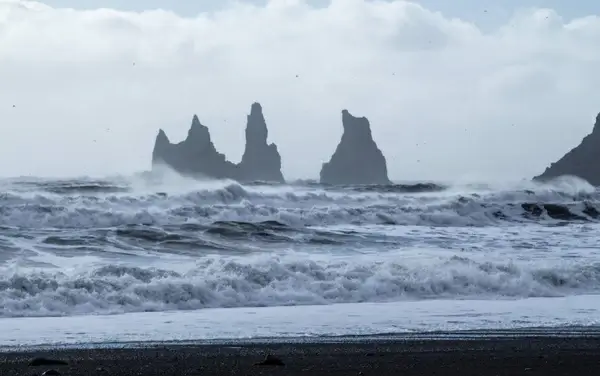 animal beach bird cetacean coast iceberg island