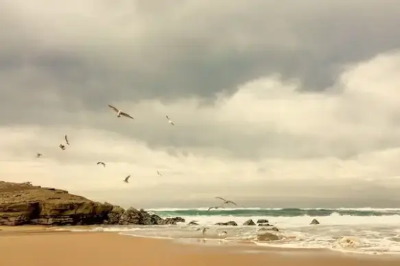 animal beach bird cloud coast coastline daytime