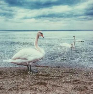 animal beach bird coast free nature ocean sand sea