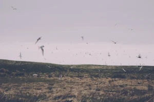 animal beach bird crane desert flight flock fog