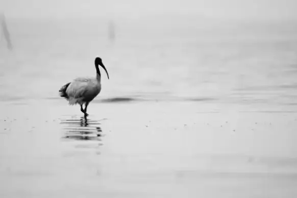animal beach bird crane duck feather flight fly
