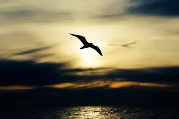 animal beach bird evening flight fly gull heron